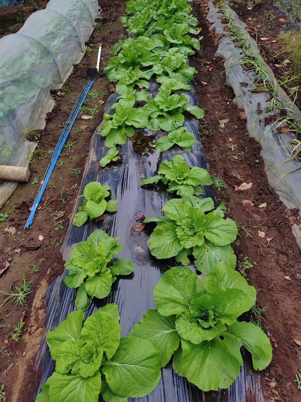 f:id:ikukyuchu:20251020151458j:image