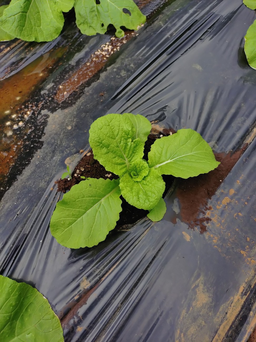 f:id:ikukyuchu:20251020153310j:image