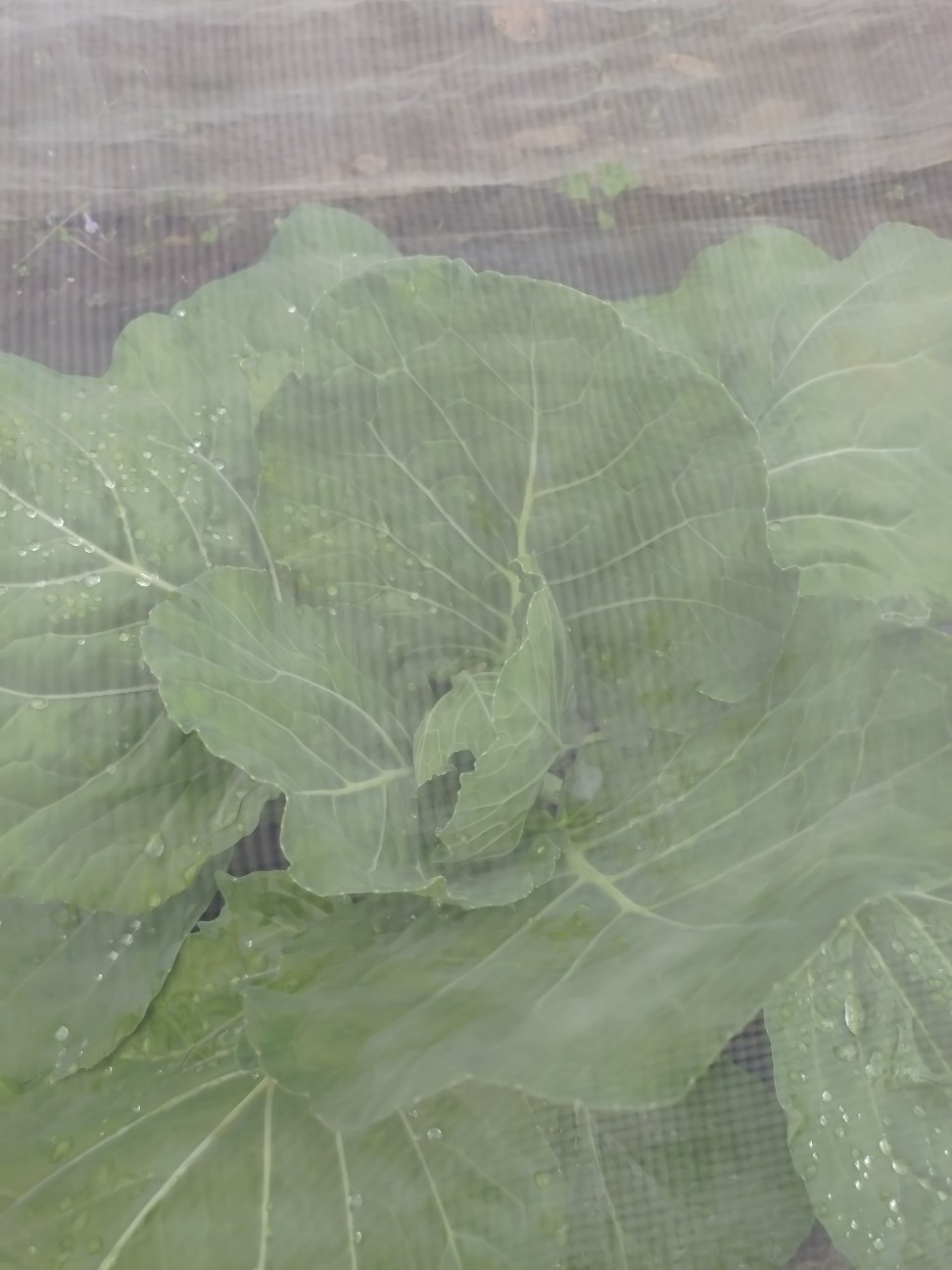 f:id:ikukyuchu:20251020153420j:image