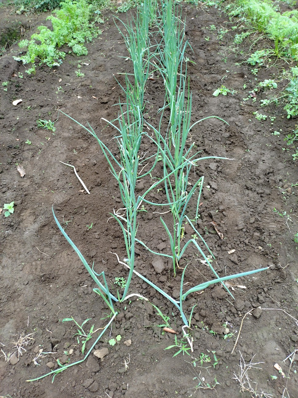 f:id:ikukyuchu:20251020153521j:image