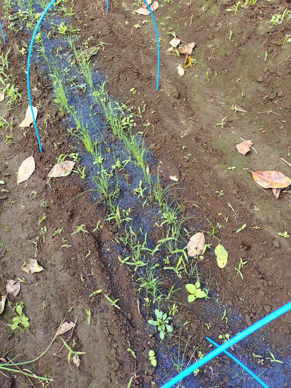 f:id:ikukyuchu:20251024085040j:image f:id:ikukyuchu:20251024085040j:image