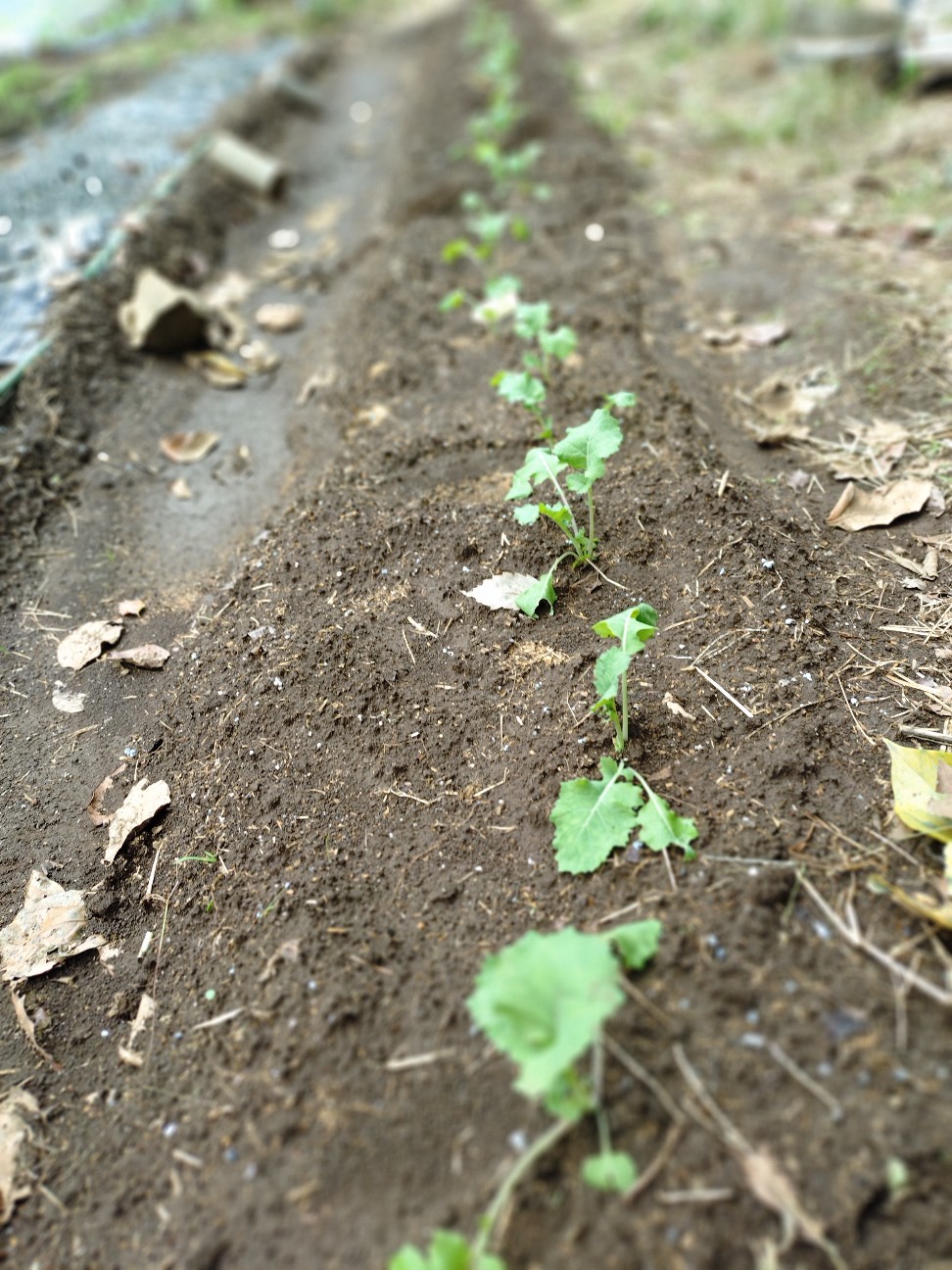 f:id:ikukyuchu:20251102161704j:image