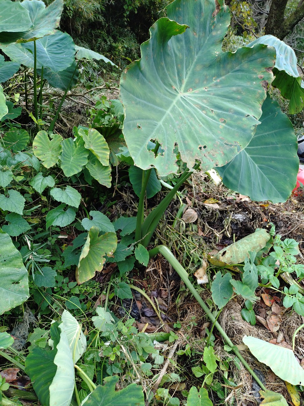 f:id:ikukyuchu:20251102161920j:image f:id:ikukyuchu:20251102161920j:image