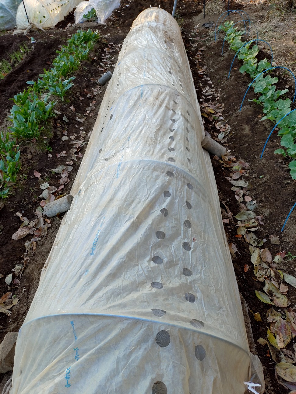 f:id:ikukyuchu:20251201202144j:image