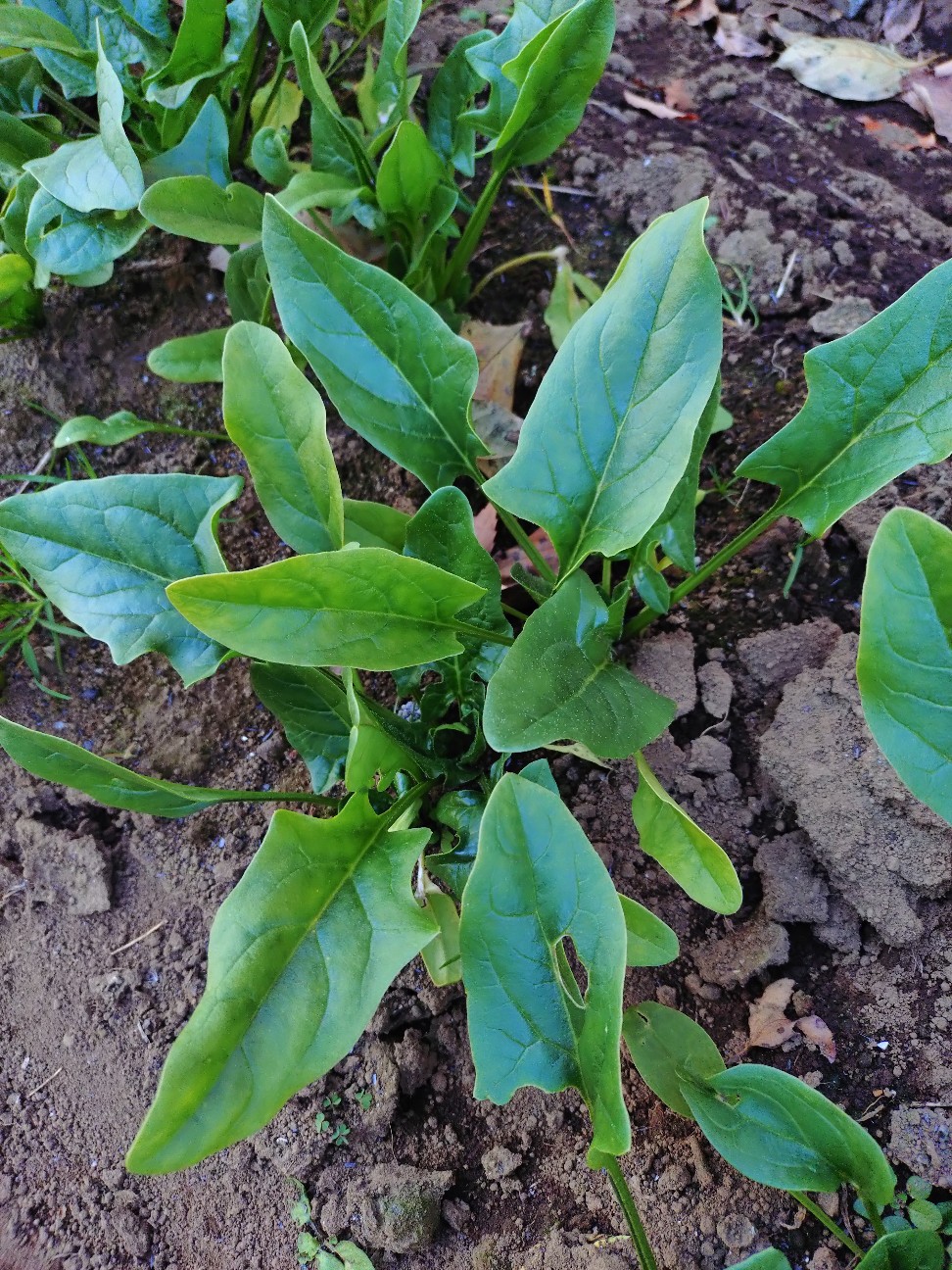 f:id:ikukyuchu:20251201202210j:image