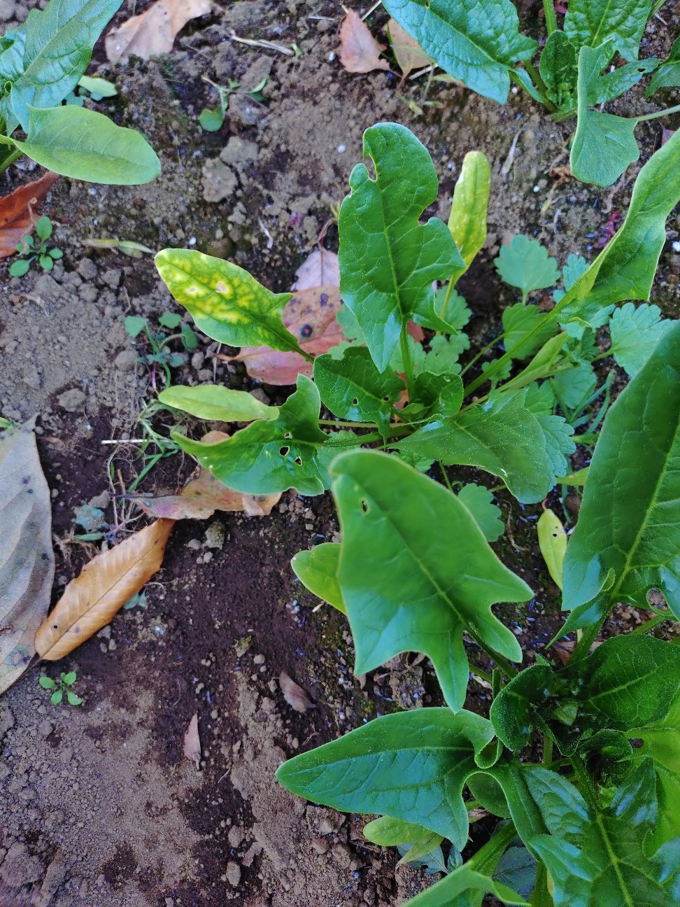 f:id:ikukyuchu:20251201202221j:image