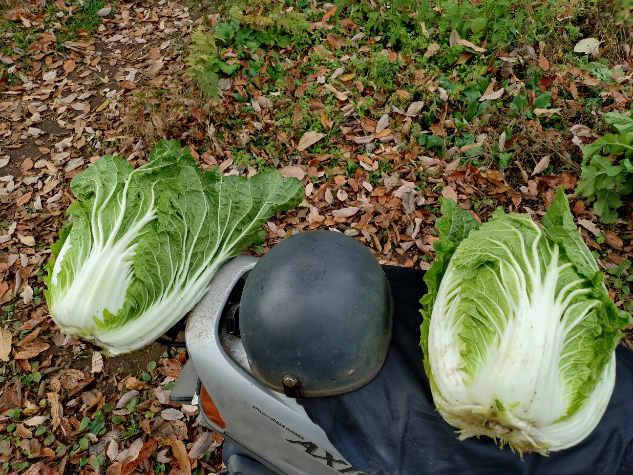 f:id:ikukyuchu:20251203141303j:image