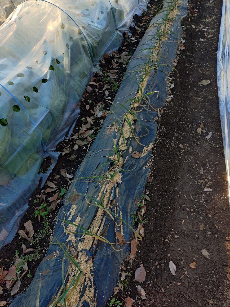 f:id:ikukyuchu:20251219085850j:image