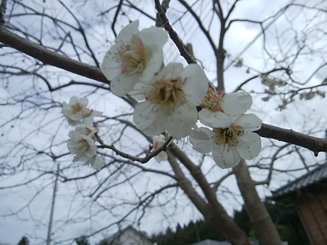 f:id:ikunishiyan:20180311073242j:plain f:id:ikunishiyan:20180311073242j:plain