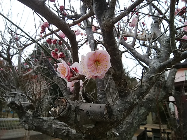 f:id:ikunishiyan:20180311074551j:plain f:id:ikunishiyan:20180311074551j:plain