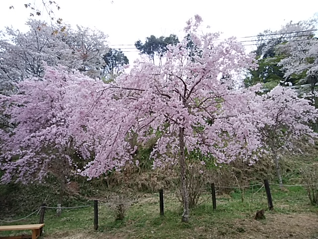 f:id:ikunishiyan:20180404191607j:plain f:id:ikunishiyan:20180404191607j:plain