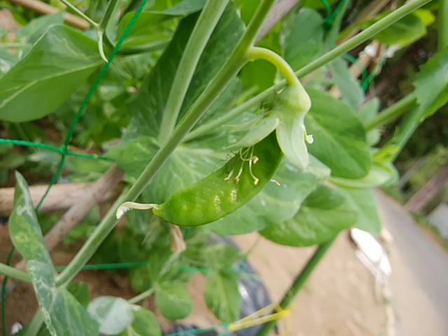 f:id:ikunishiyan:20180412183330j:plain f:id:ikunishiyan:20180412183330j:plain