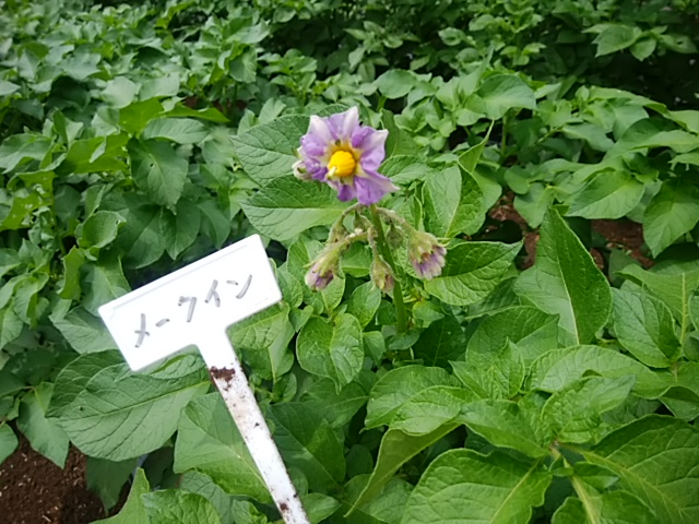 f:id:ikunishiyan:20180427204211j:plain f:id:ikunishiyan:20180427204211j:plain