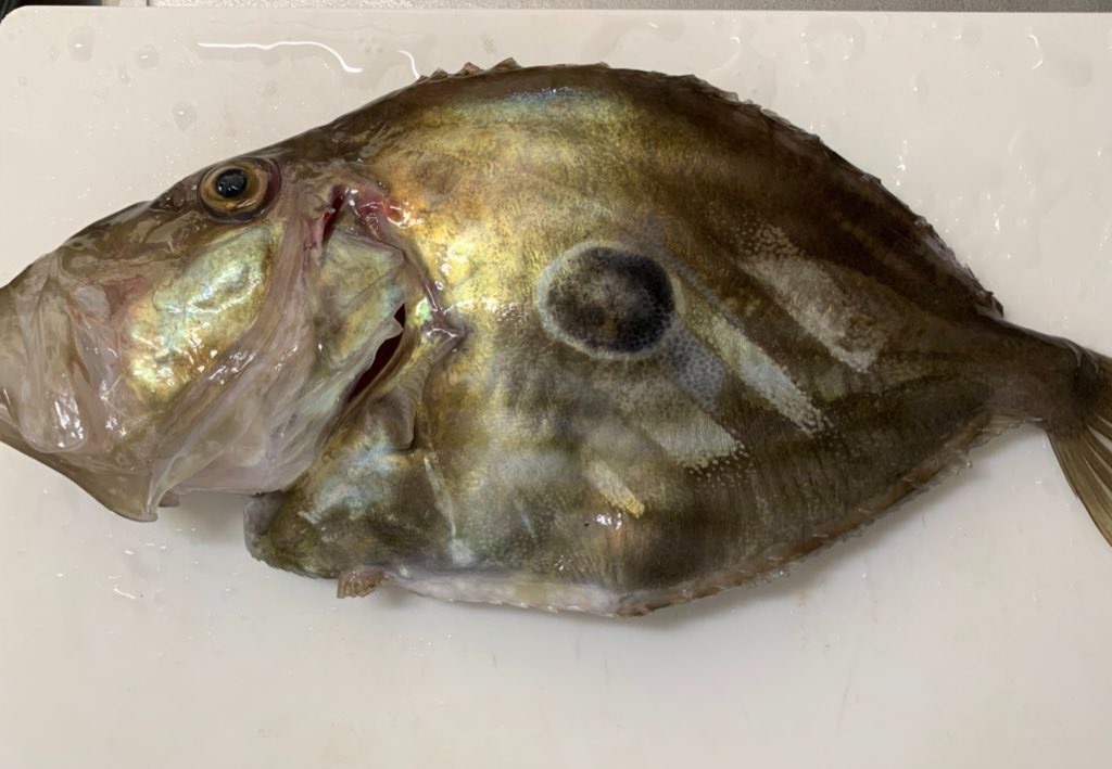 マトウダイの肝は 本当に美味だったので是非食べて欲しい 釣り初心者の船釣り 海釣り記録