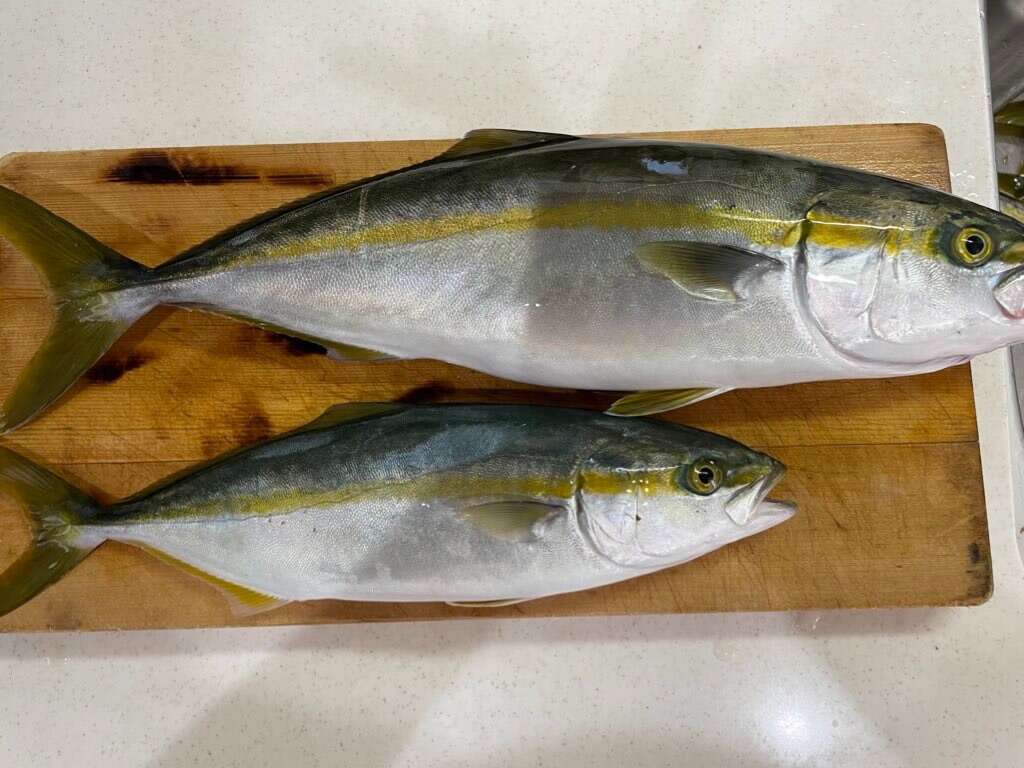 f:id:ikuo00uk:20230919102403j:image