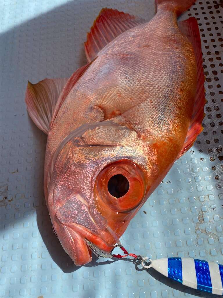 f:id:ikuo00uk:20240209121207j:image