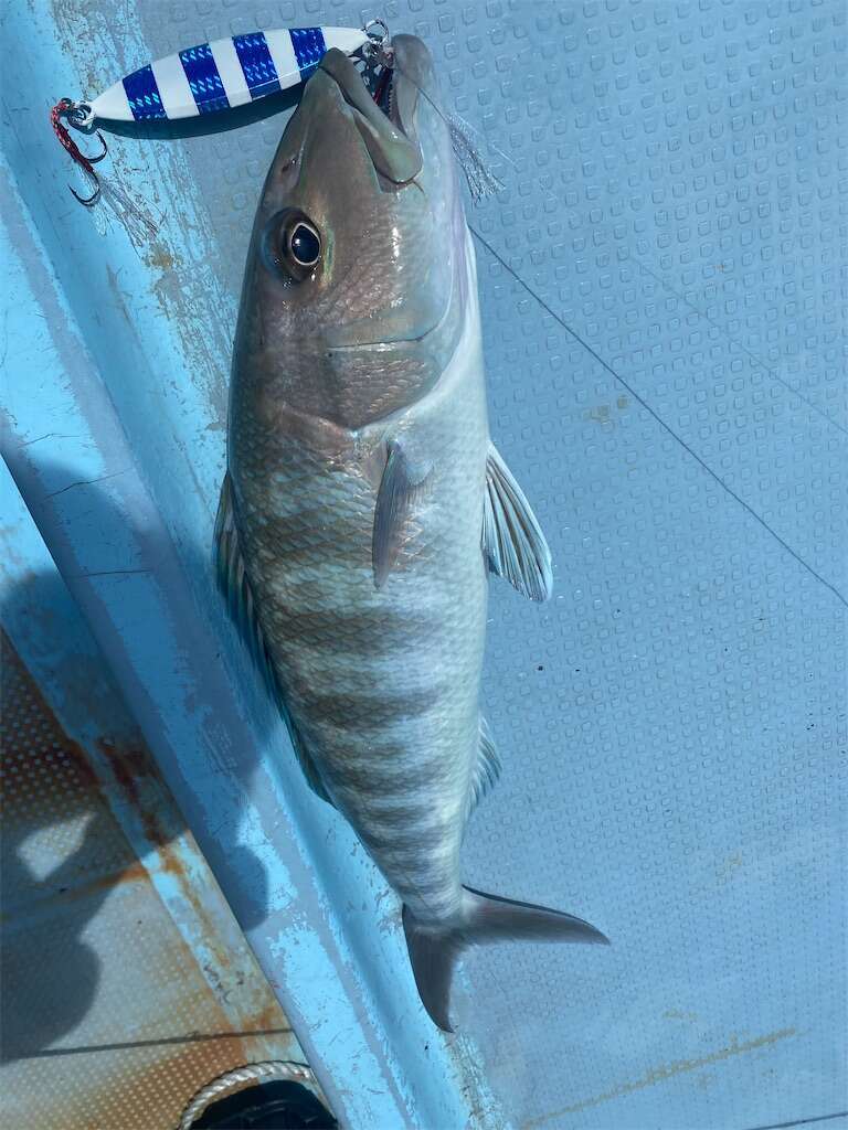 f:id:ikuo00uk:20240209121311j:image