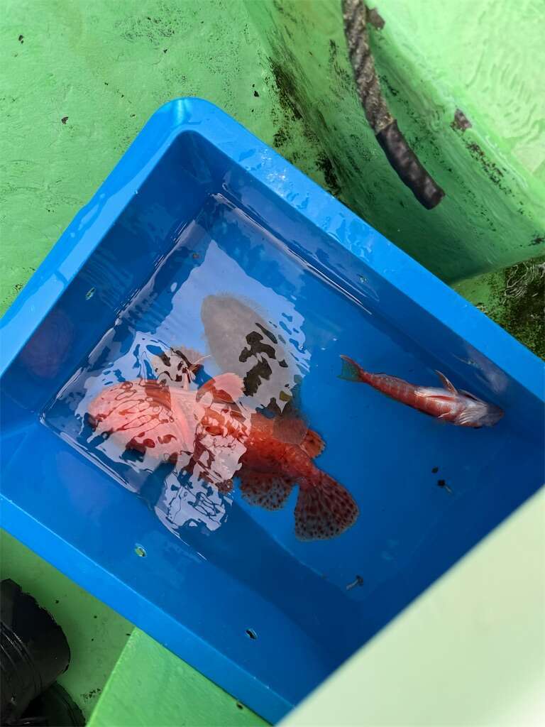 f:id:ikuo00uk:20251228165028j:image