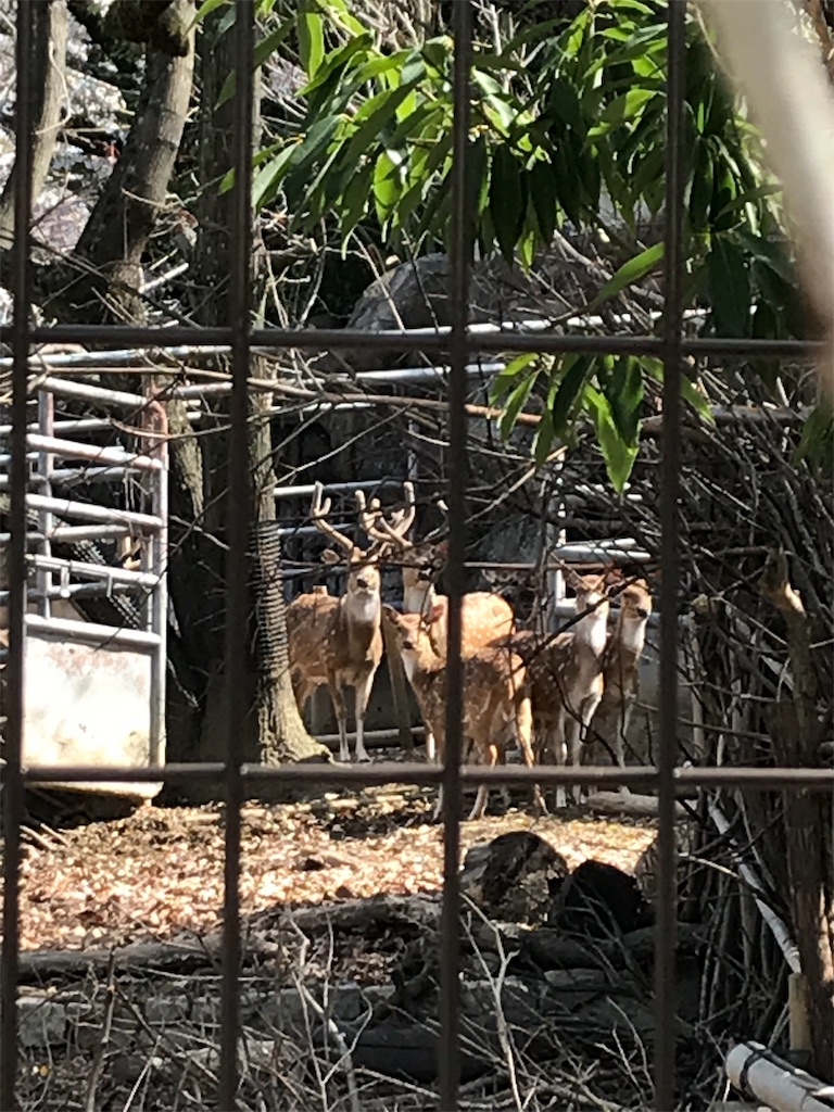東山動物園 に行ってきた 名古屋のデートスポットと言えばここ 営業時間の情報あり いくらうにのデート日記