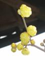 [Okazaki][Flowers]蝋梅Chimonanthus praecox