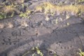 [volcano]Pu'u Loa Trail Petroglyph