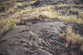 [volcano]Pu'u Loa Trail Petroglyph