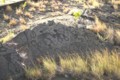 [volcano]Pu'u Loa Trail Petroglyph