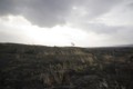 [volcano]Pu'u Loa Trail