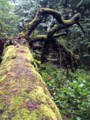 [Victoria12]Goldstream Park
