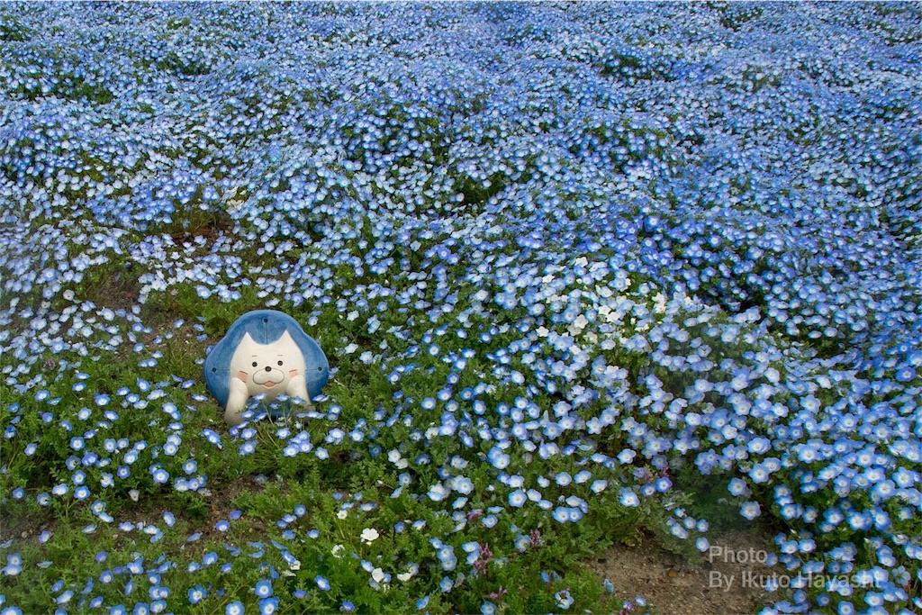 f:id:ikuto0804:20190416125352j:image