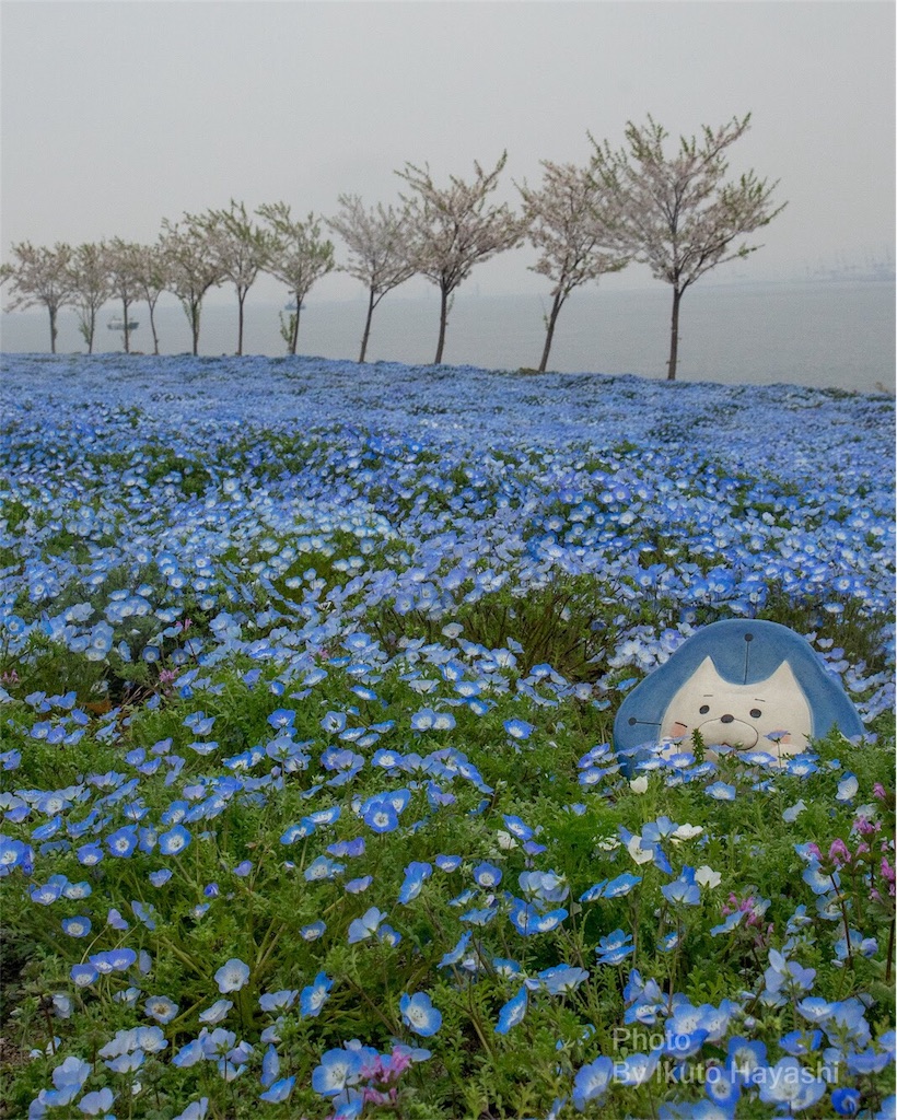 f:id:ikuto0804:20190416125407j:image