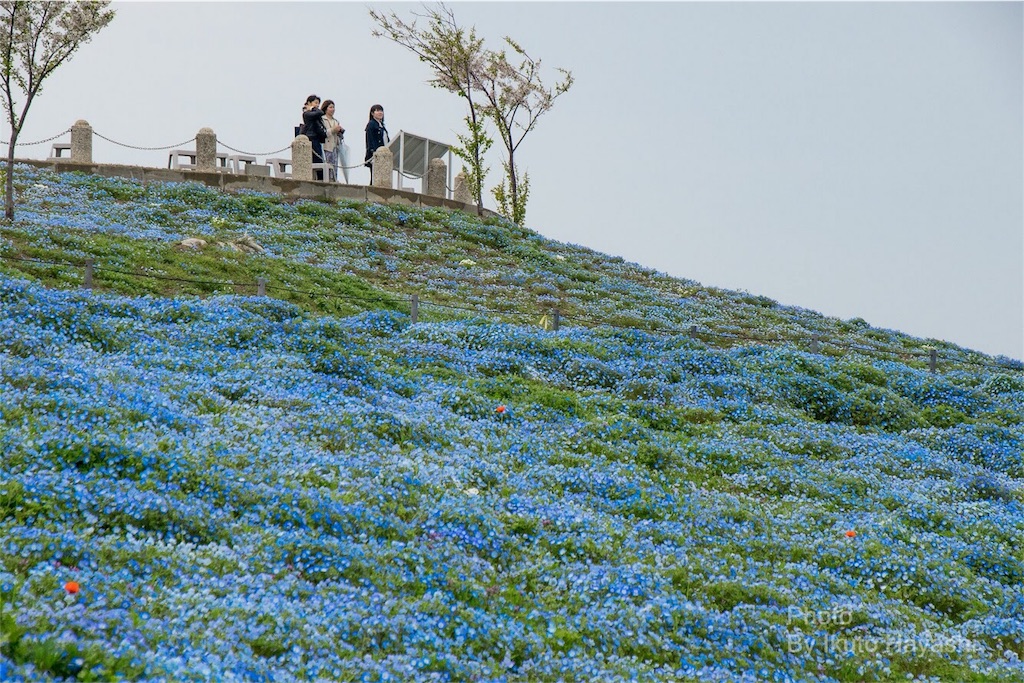 f:id:ikuto0804:20190416221439j:image