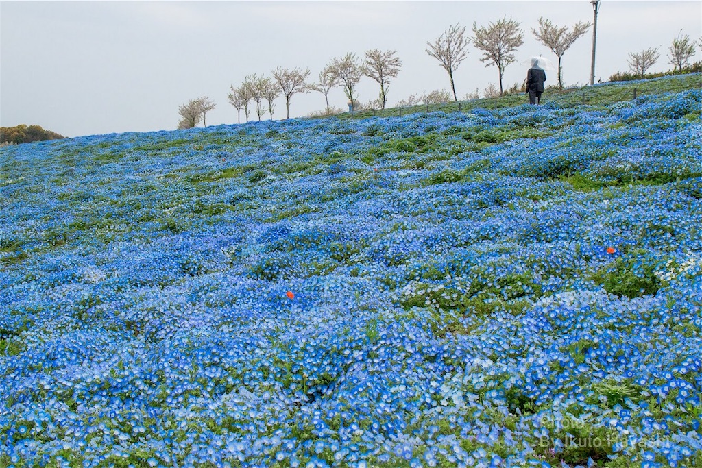 f:id:ikuto0804:20190416221637j:image