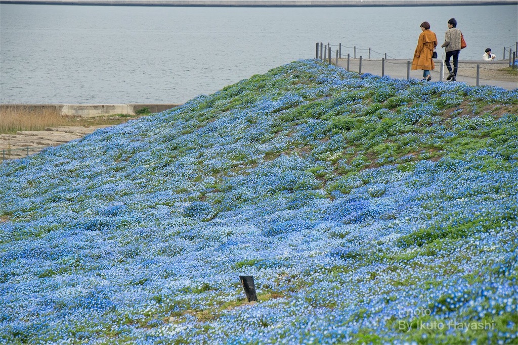 f:id:ikuto0804:20190416222733j:image