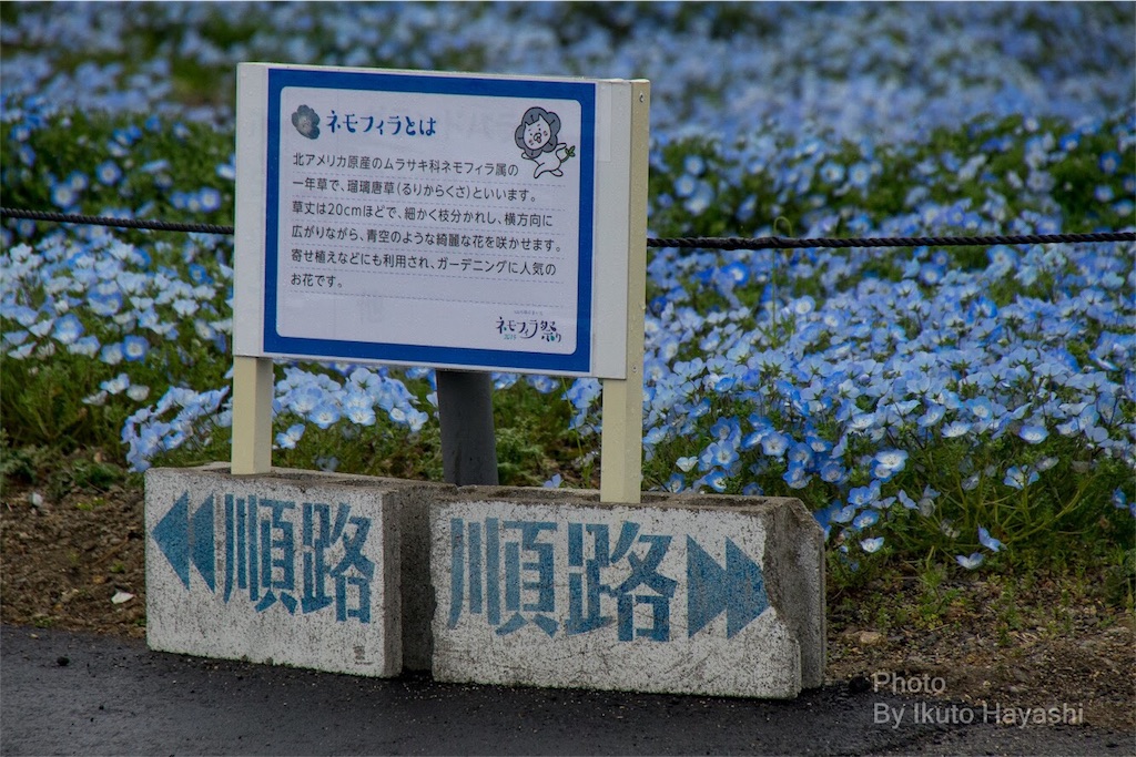 f:id:ikuto0804:20190416225131j:image