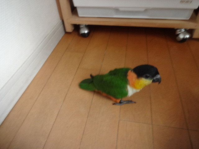 f:id:ikutomo2003:20211129155542j:plain