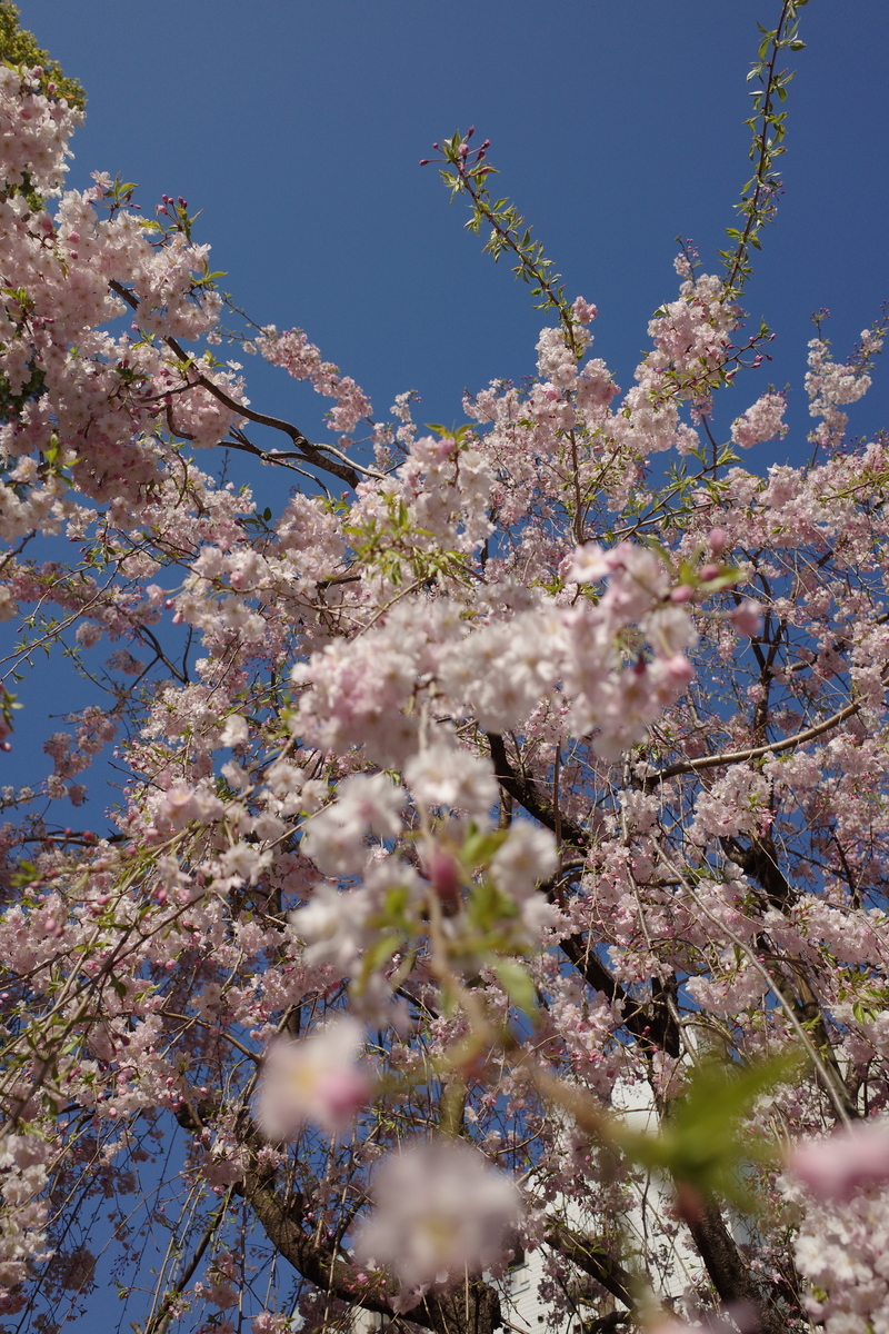 f:id:ikuya_yakan:20200404135529j:plain