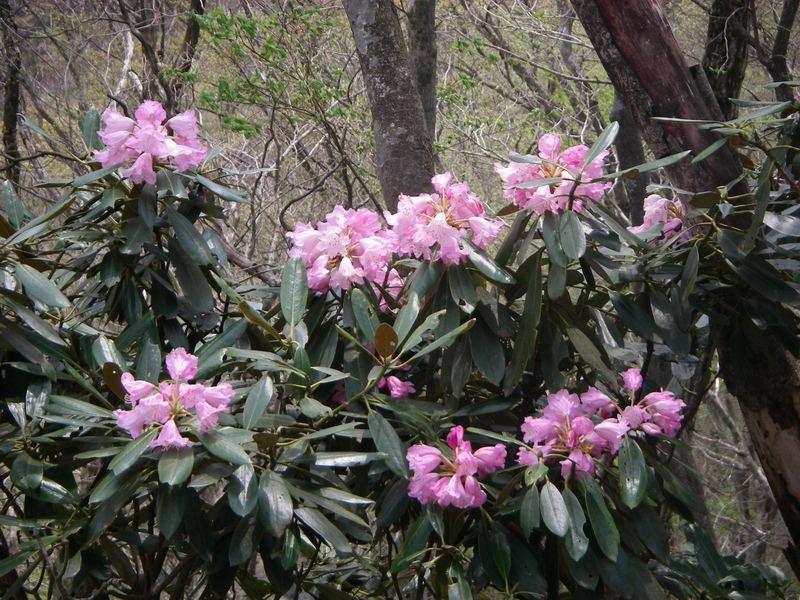 f:id:ikuyayuuki:20200515110153j:plain