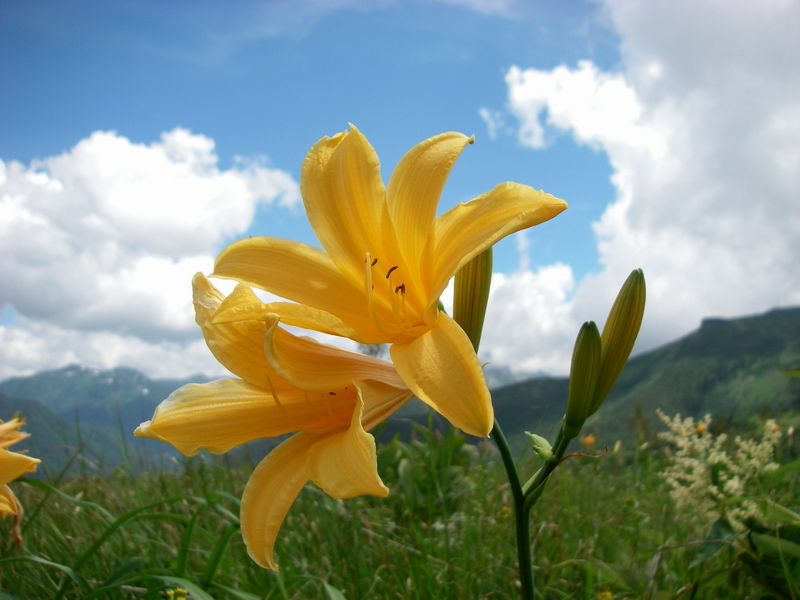 f:id:ikuyayuuki:20200814163747j:plain f:id:ikuyayuuki:20200814163747j:plain
