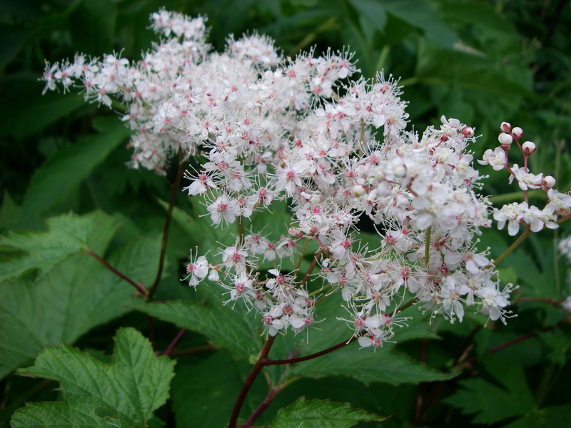 f:id:ikuyayuuki:20200814163845j:plain f:id:ikuyayuuki:20200814163845j:plain