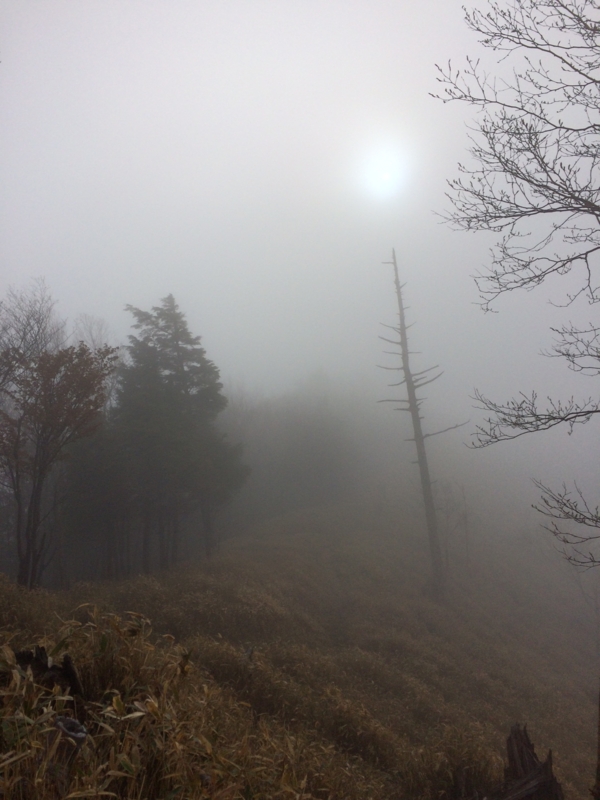 f:id:ikuzou:20160516063949j:image:w360