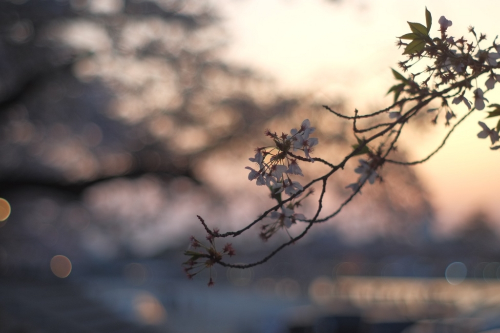 f:id:ilandbluemini:20180405160631j:plain f:id:ilandbluemini:20180405160631j:plain