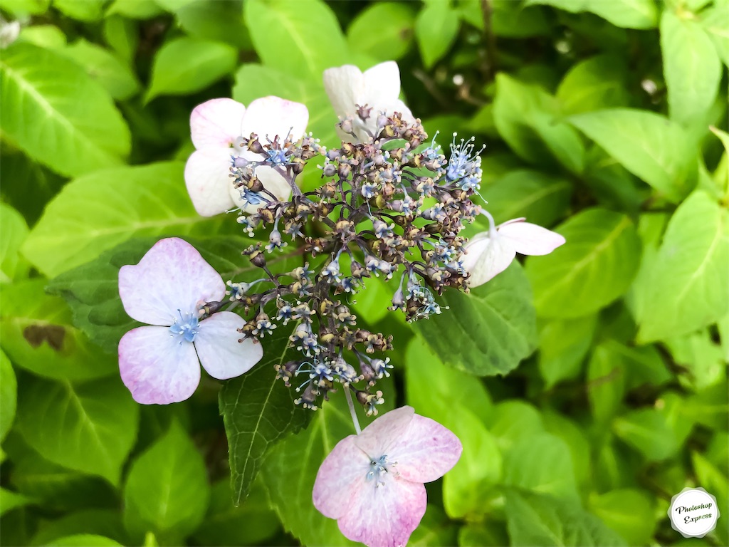 f:id:illust_and_meda0301:20190610212656j:image
