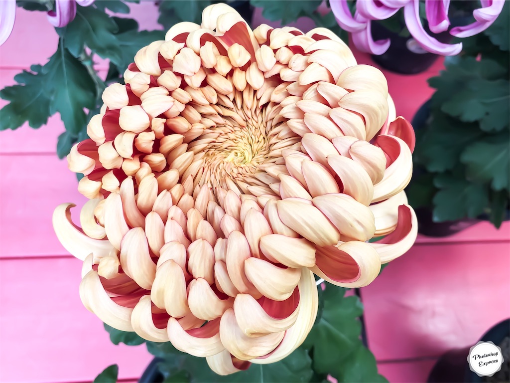 f:id:illust_and_meda0301:20191113113424j:image