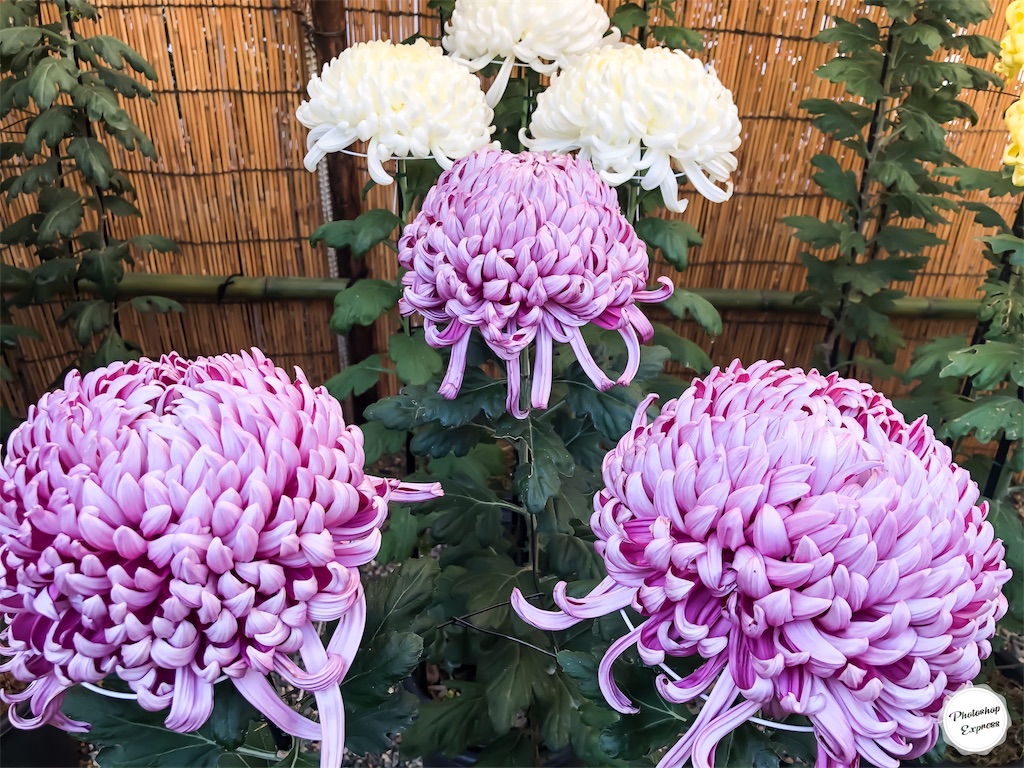 f:id:illust_and_meda0301:20191113113455j:image