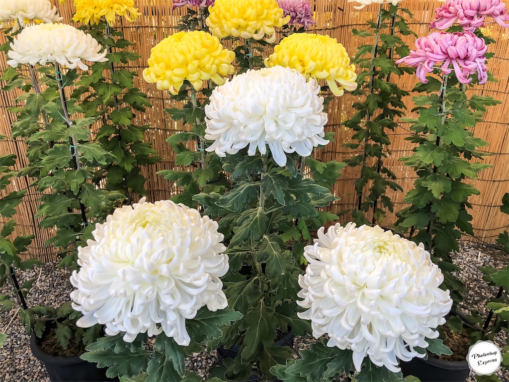 f:id:illust_and_meda0301:20191113113535j:image