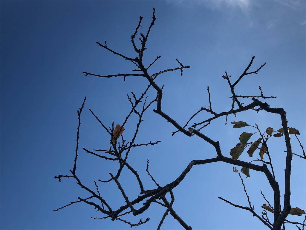 f:id:illust_and_meda0301:20191113113935j:image