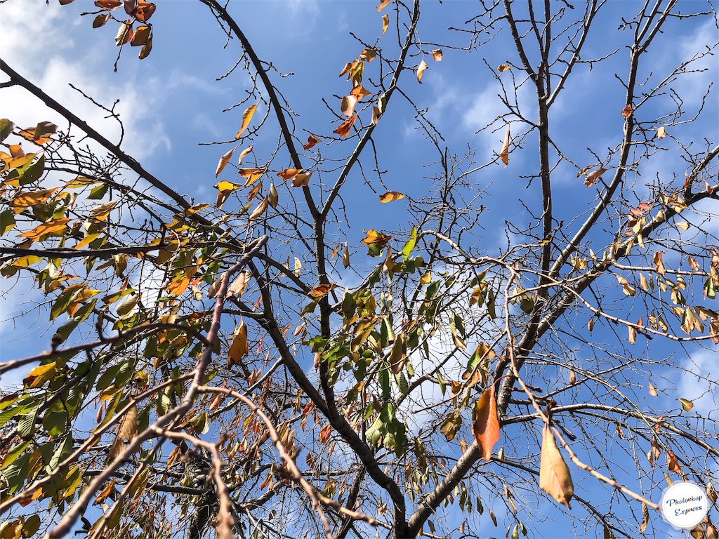 f:id:illust_and_meda0301:20191113114130j:image