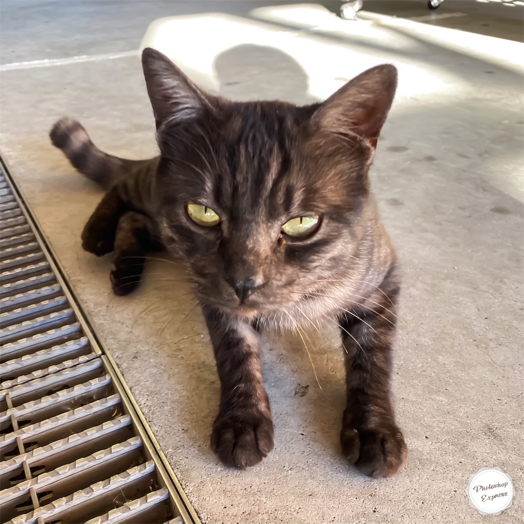 f:id:illust_and_meda0301:20191122114054j:image