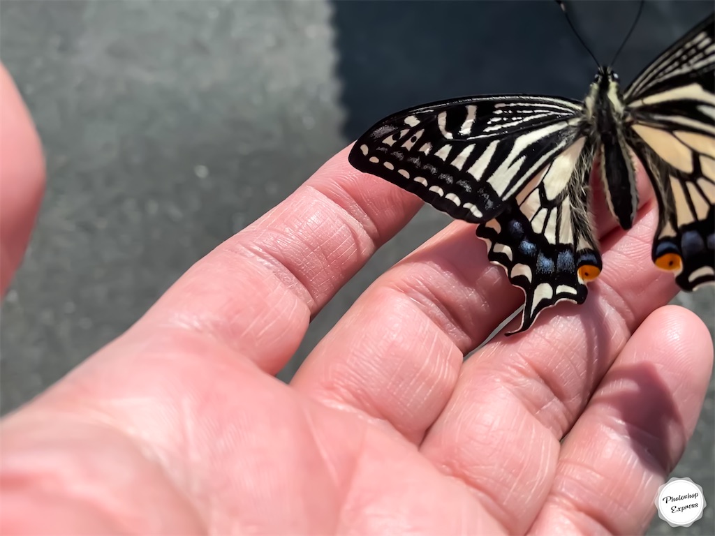 f:id:illust_and_meda0301:20200402202508j:image